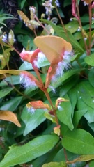 Syzygium myrtifolium