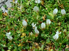 Trifolium monanthum monanthum