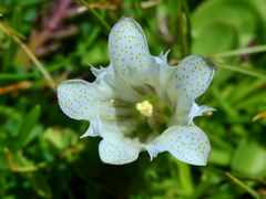 Gentiana newberryi tiogana