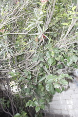 Nerium oleander