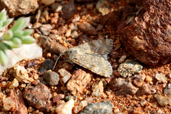 Heliothis punctifera