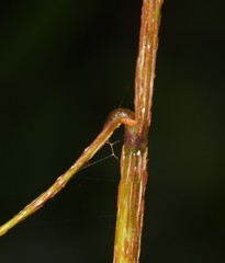 Bromus benekenii