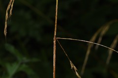 Bromus benekenii