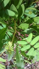 Mimosa diplotricha