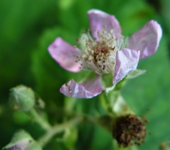 Rubus questieri