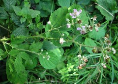 Rubus questieri