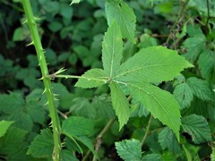 Rubus questieri