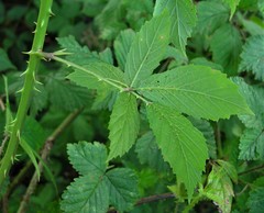 Rubus questieri