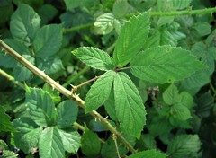 Rubus questieri