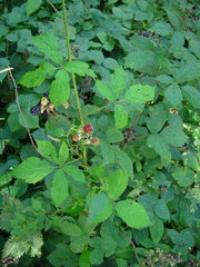 Rubus questieri