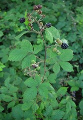 Rubus questieri
