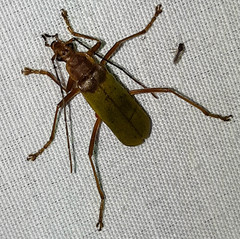 Chauliognathus brunneomaculatus