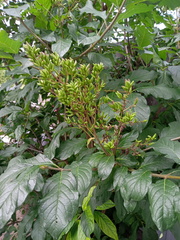 Syringa × henryi
