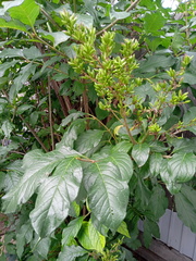 Syringa × henryi