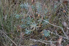 Euphorbia nicaeensis