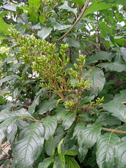 Syringa × henryi