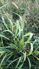 Setaria viridis pycnocoma