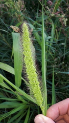 Setaria viridis pycnocoma