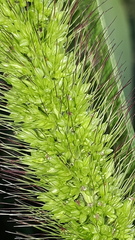 Setaria viridis pycnocoma