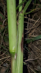 Setaria viridis pycnocoma