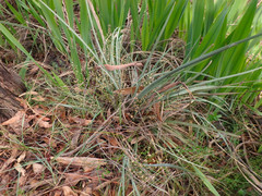 Lomandra multiflora dura
