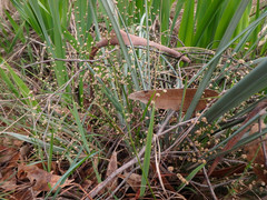 Lomandra multiflora dura