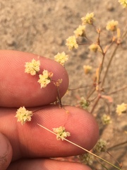 Eriogonum maculatum
