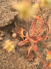 Eriogonum maculatum
