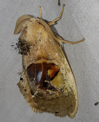 Arrhenophanes perspicilla