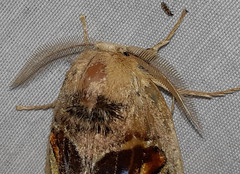 Arrhenophanes perspicilla