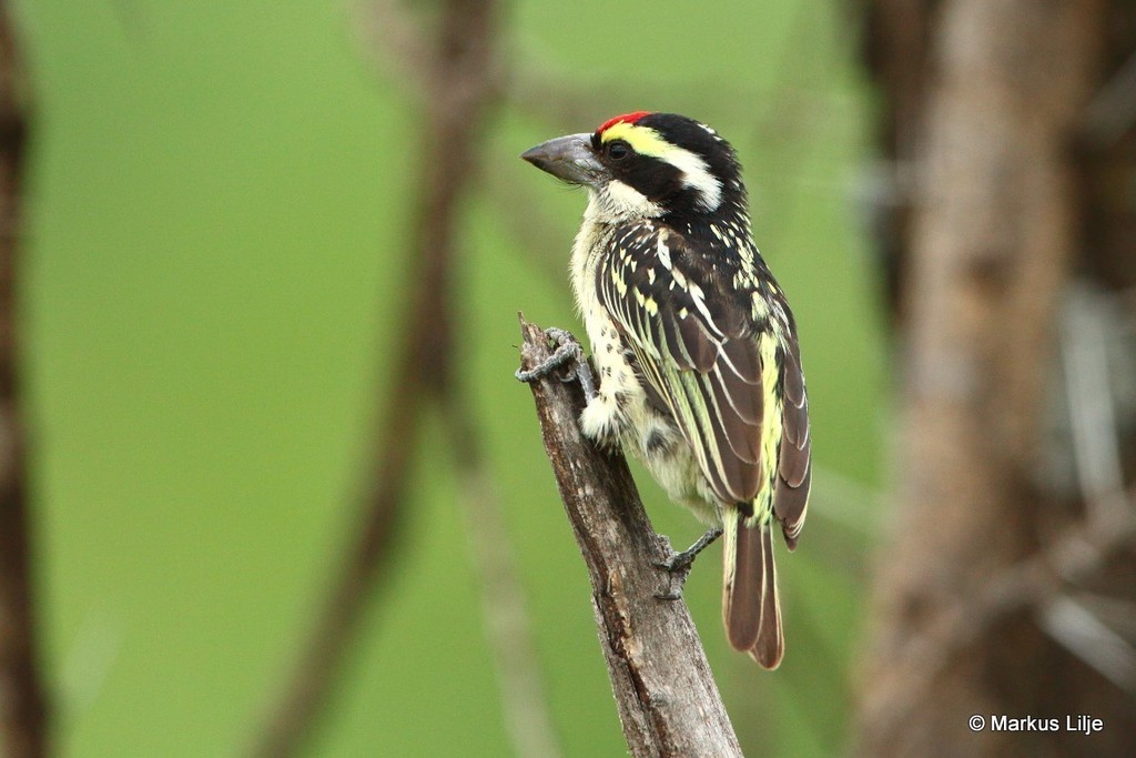 Red-fronted Barbet photo