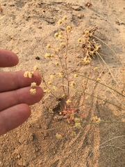 Eriogonum maculatum