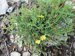 Menodora coulteri