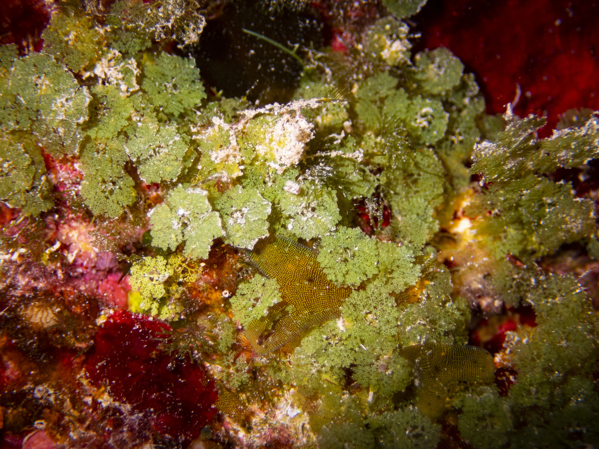 Caulerpa filicoides