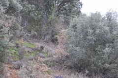 Arctostaphylos uva-ursi