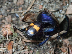 Trypocopris vernalis