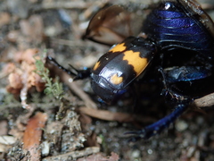 Trypocopris vernalis