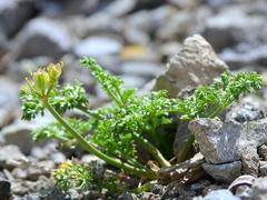 Cymopterus terebinthinus californicus