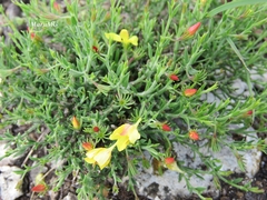 Menodora coulteri