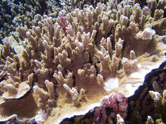 Montipora hispida