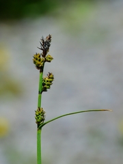 Carex raynoldsii
