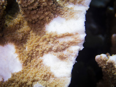 Montipora hispida