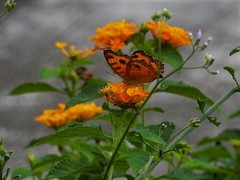 Junonia almana javana