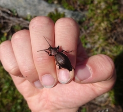 Carabus sylvestris