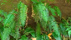 Hymenasplenium unilaterale