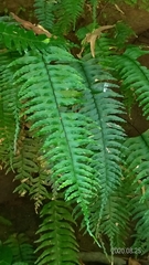 Hymenasplenium unilaterale