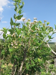 Ageratina brandegeeana