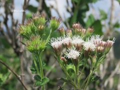 Ageratina brandegeeana