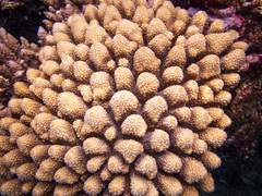 Acropora globiceps