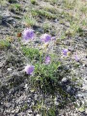 Scabiosa comosa